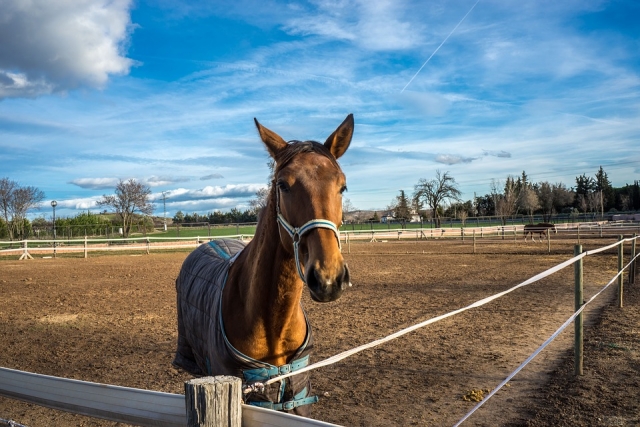 Disfruta de los caballos