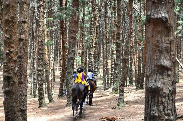 Paseos y rutas a caballo