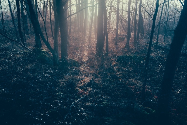  Foreste incantate 