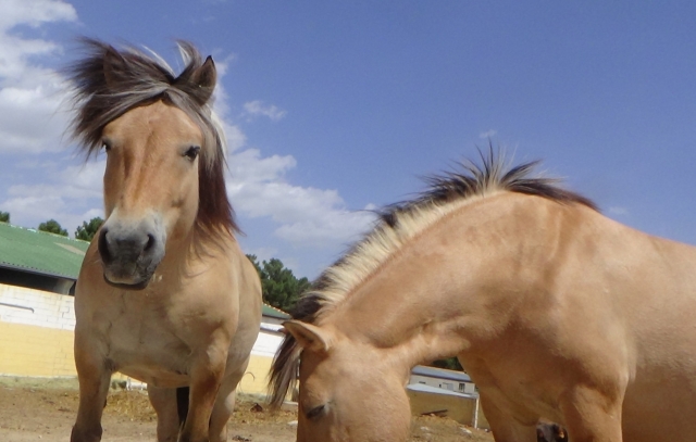 Caballos al aire libre