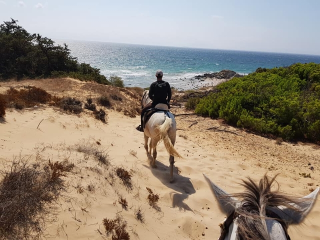  与马匹一起抵达海滩 