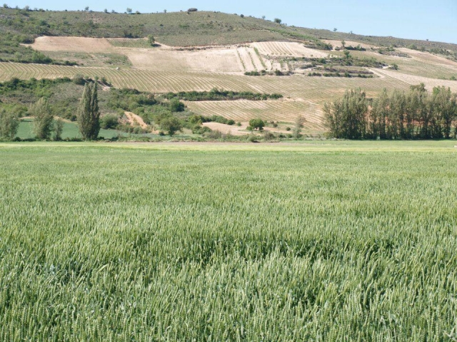 Campos de cultivo