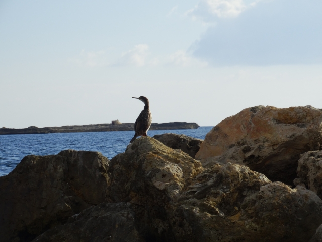  Uccello che guarda dalla roccia 