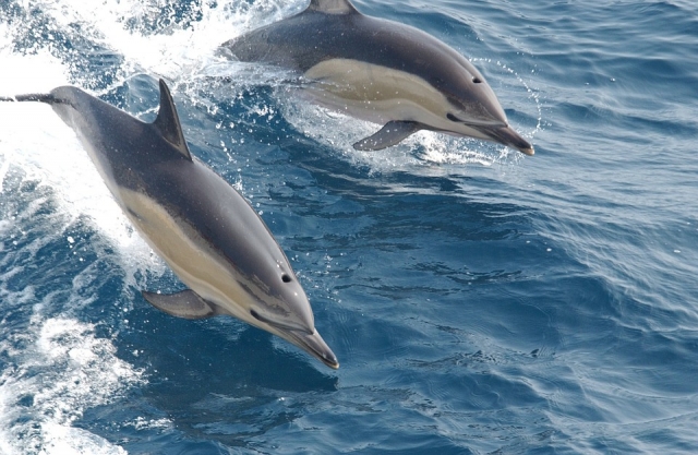 Admirez les dauphins de près 