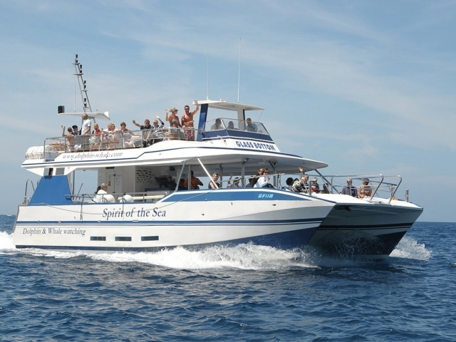 Voulez-vous voir des dauphins depuis le bateau ? 