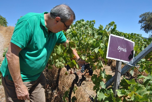 Vinos muy cuidados