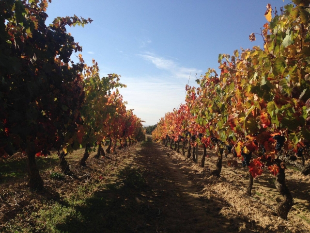  Walk through the vineyards 