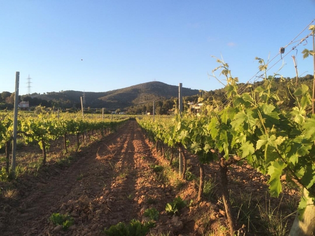 Walk through the vineyards