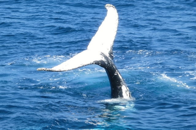 Ballena de cola blanca