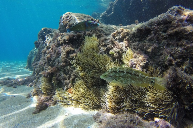  Underwater species of the Atlantic 