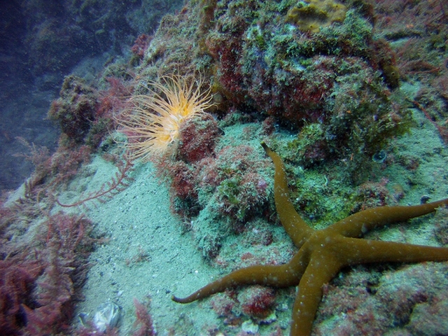  Underwater fauna 