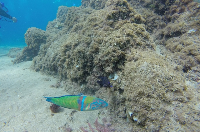  Different fish colorful 