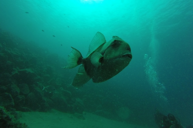  Fish within reach of the diver 