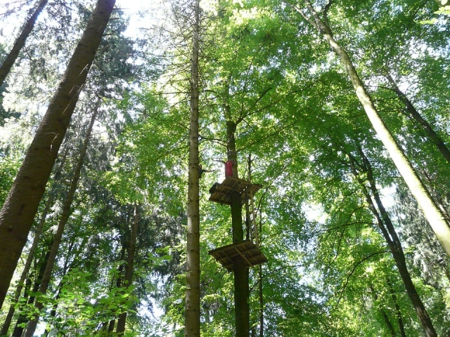 Escalada del arbol