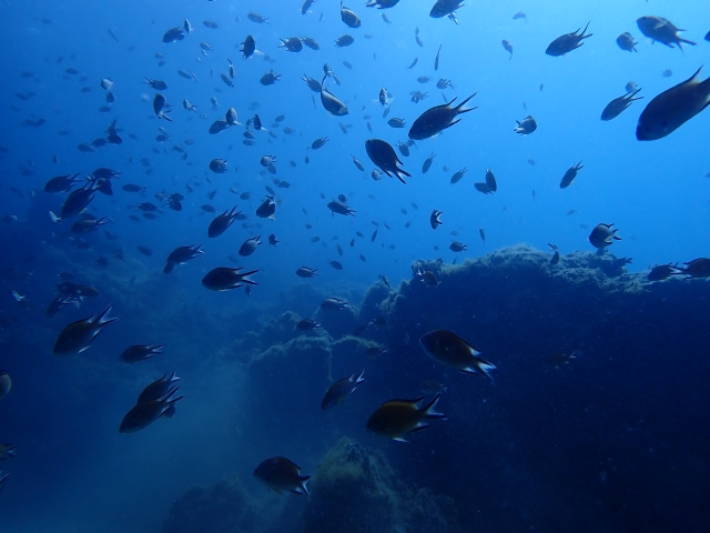 Bancos de peces