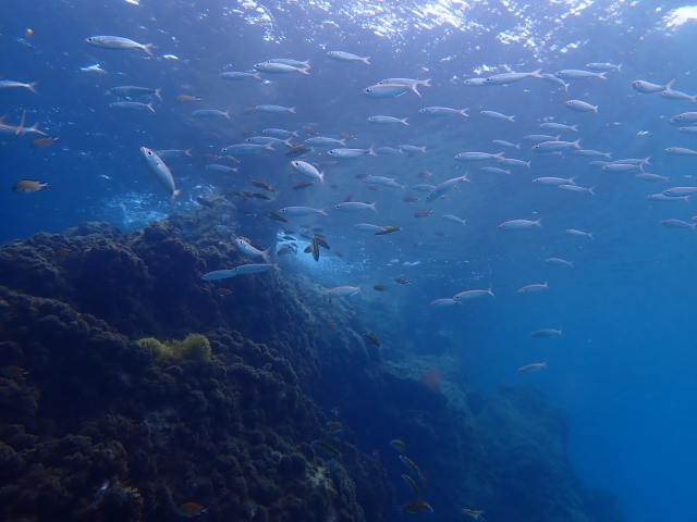 Vida Marina Lanzarote