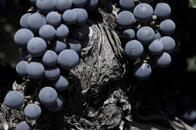 Uvas