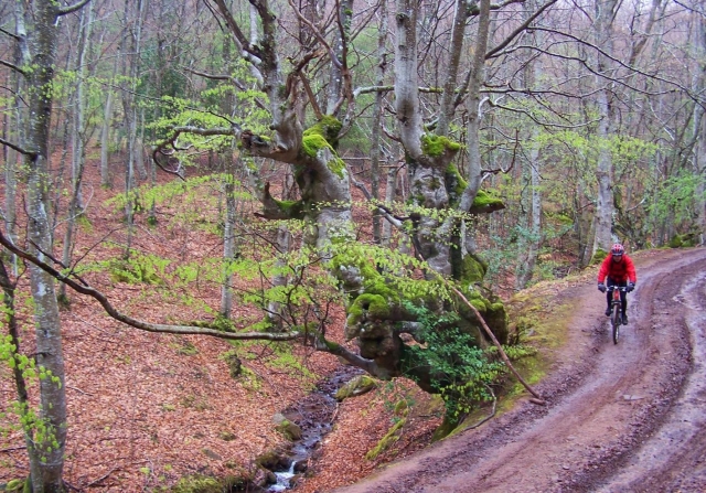 Atravesando bosques