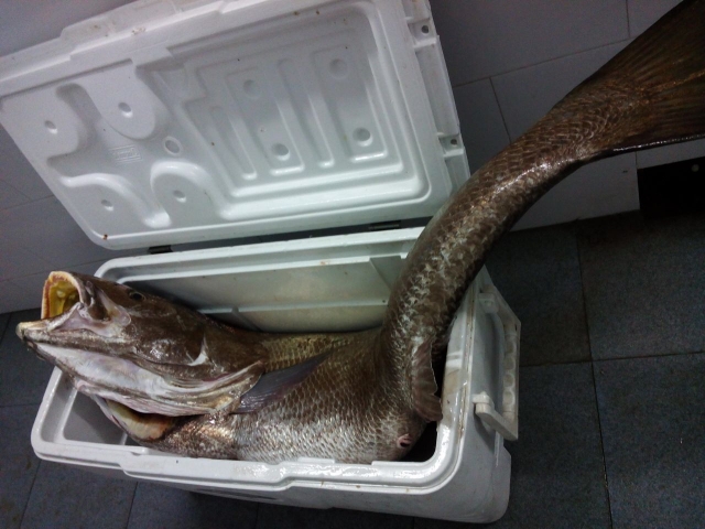 钓鱼