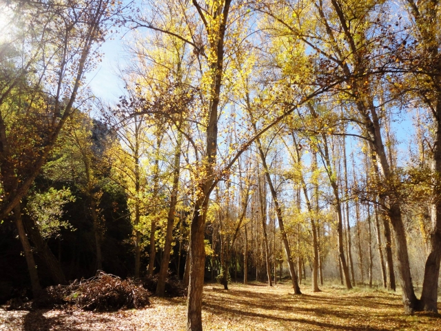 e-19736667-bosques14841290408726.jpg