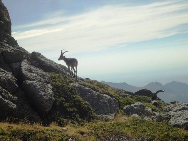 e-19736667-fauna14841290446734.jpg