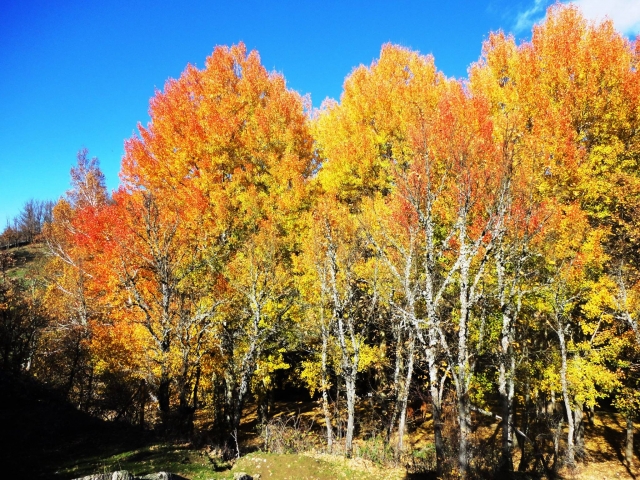 e-19736669-colores-del-otono14841259587338.jpg