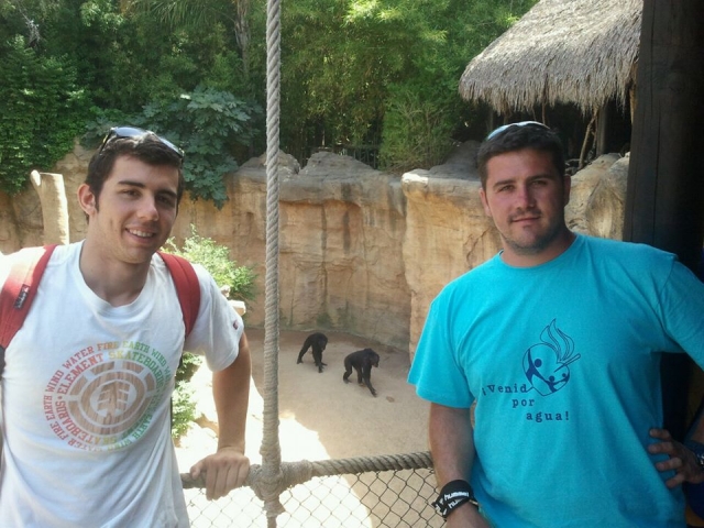  Gorilas e macacos 