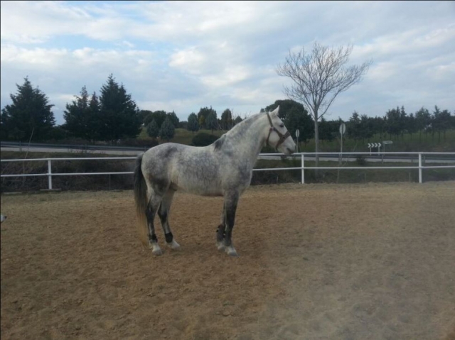 Arlequin en la pista