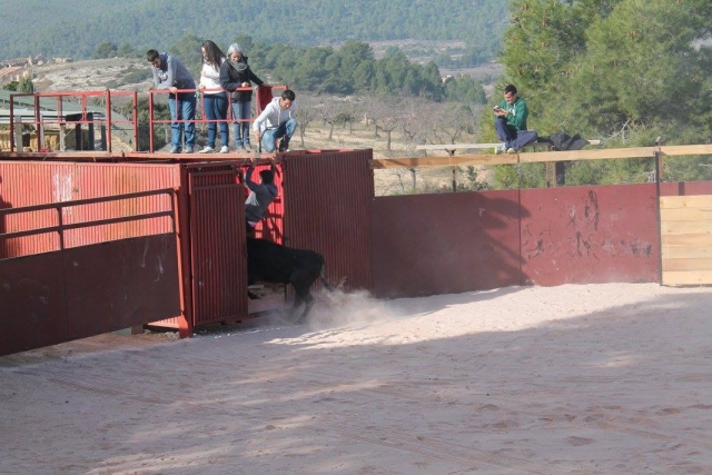 Escapando de la vaquilla