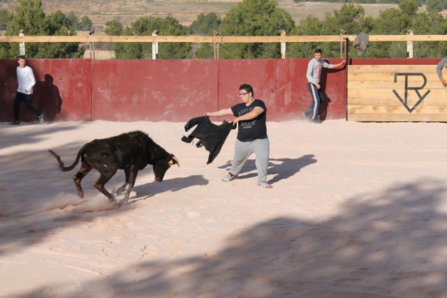 Vaquilla embistiendo