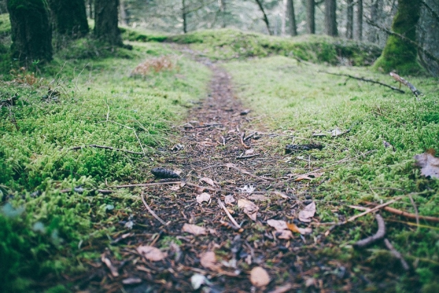  Detail of the path 