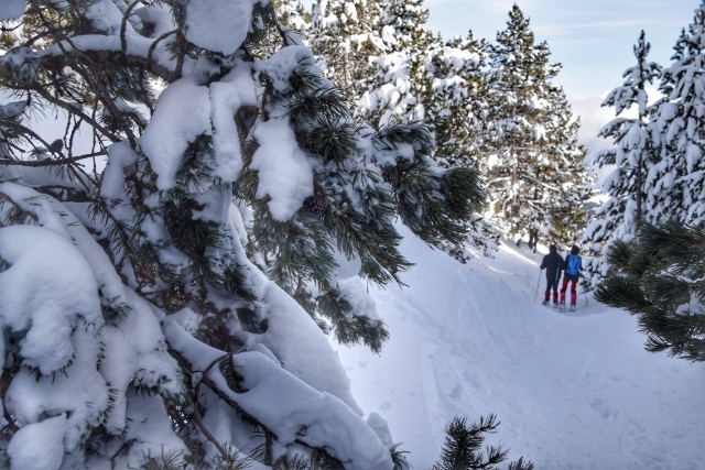  Itinerario tra boschi innevati 