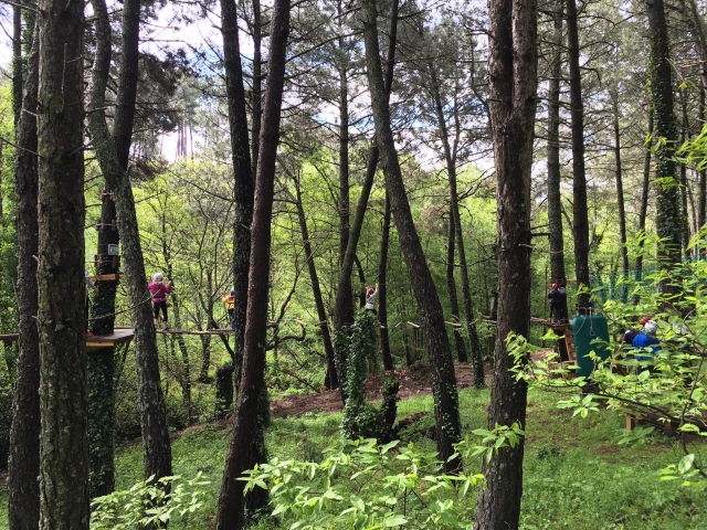 Adventure circuit in the trees 