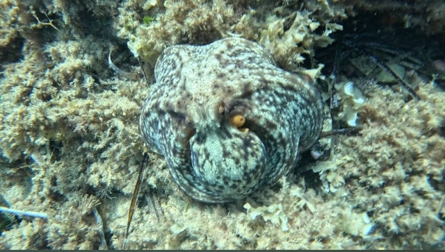 Descubre las profundidades marinas