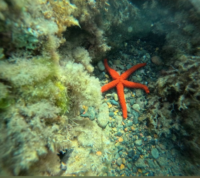 Estrella de mar
