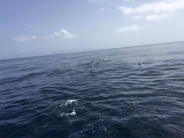  近距离接触海豚 