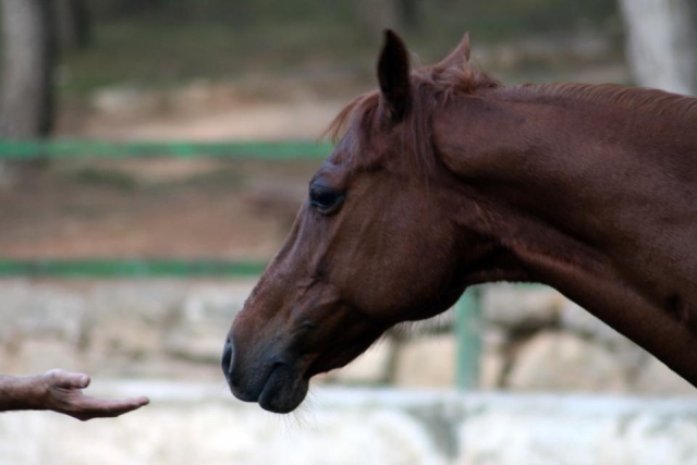 Apertando a mão do cavalo 