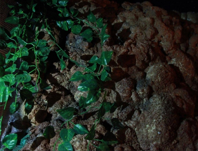 e-19739502-hiedra-misteriosa14913926719644.jpg