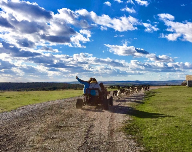 Los perros tirando del trineo