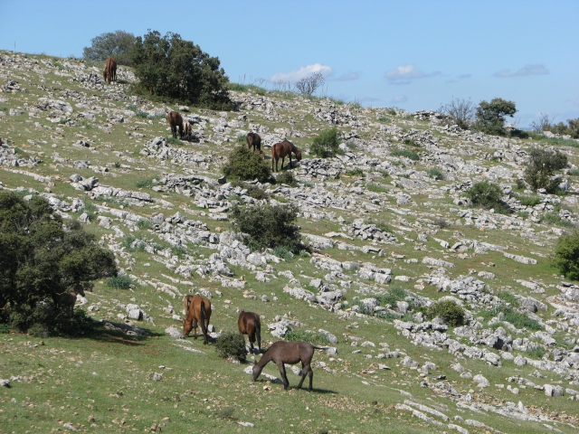  Allevamento fattoria a Las Zanjas 