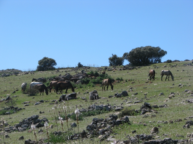  Fattrici in montagna 