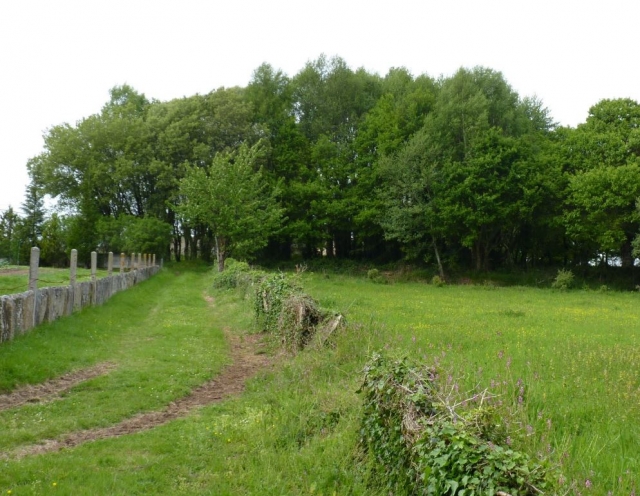 Vereda hacia El Bosque Sagrado