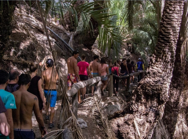  Excursion among palm trees 