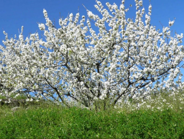 Cerezos en el Valle del Jerte