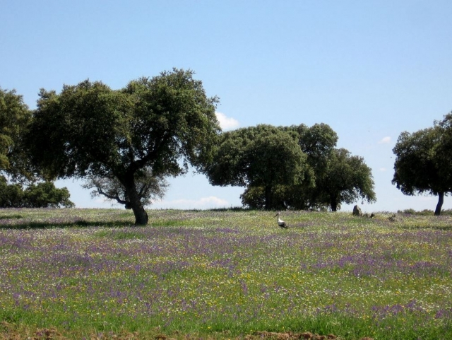 Ciguena de pie en el campo