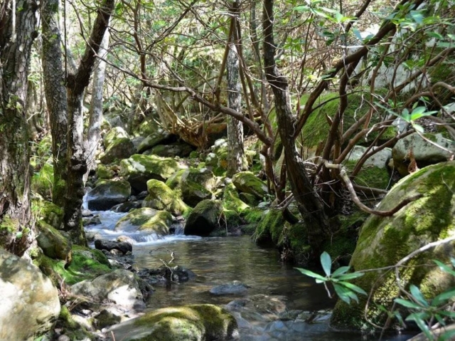  Arroyo del Bujeo 
