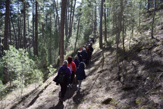 Subiendo hacia el bosque