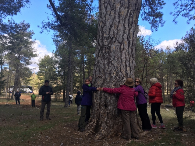 Abrazando el arbol