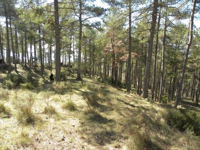  Hiding in the airsoft field 