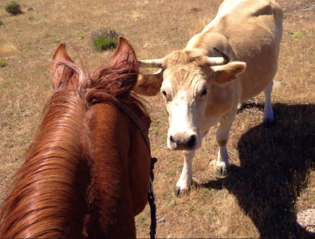  Horse and cow 